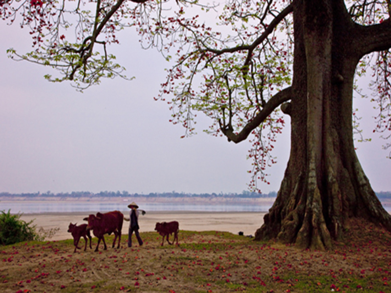 Cây gạo cổ